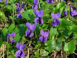 Viola odorata geen maat specificatie 0,55L/P9cm - afbeelding 2
