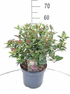 Viola odorata geen maat specificatie 0,55L/P9cm - afbeelding 8