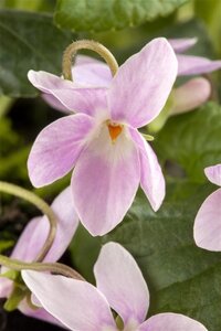 Viola odorata geen maat specificatie 0,55L/P9cm - afbeelding 3