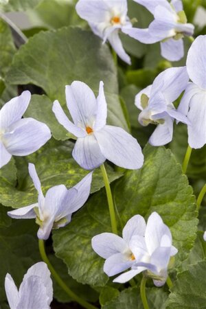 Viola odorata geen maat specificatie 0,55L/P9cm - afbeelding 5