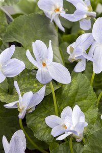 Viola odorata geen maat specificatie 0,55L/P9cm - afbeelding 5