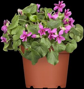 Viola odorata geen maat specificatie 0,55L/P9cm - afbeelding 6