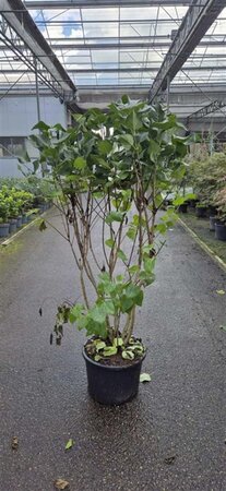 Viburnum opulus 125-150 cm wortelgoed 3 jarig verplante zaailin