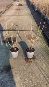 Viburnum opulus 40-60 cm cont. 2,5L