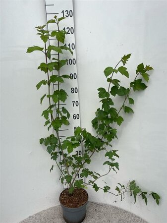 Viburnum opulus 80-100 cm cont. 5,0L - afbeelding 1