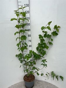 Viburnum opulus 80-100 cm cont. 5,0L