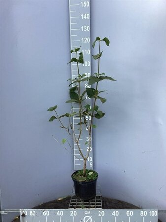 Viburnum opulus 80-100 cm cont. 5,0L - afbeelding 2