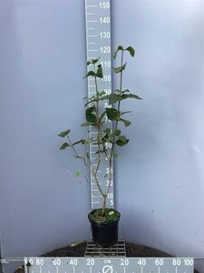 Viburnum opulus 80-100 cm cont. 5,0L - afbeelding 2