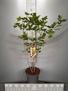 Viburnum opulus 80-100 cm cont. 7,5L - afbeelding 4