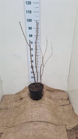 Viburnum opulus 80-100 cm cont. 7,5L - afbeelding 5