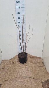 Viburnum opulus 80-100 cm cont. 7,5L - afbeelding 5