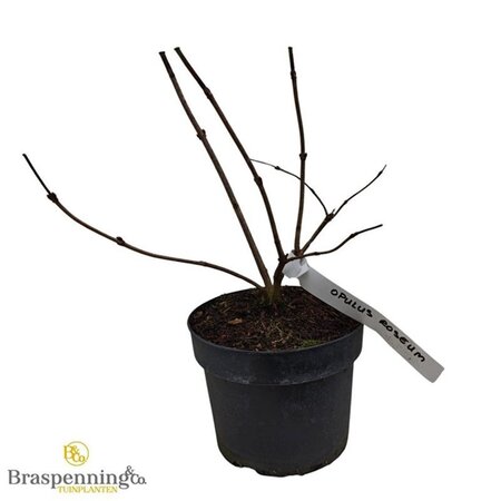 Viburnum opulus 'Roseum' 30-40 cm cont. 3,0L