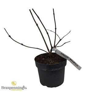 Viburnum opulus 'Roseum' 30-40 cm cont. 3,0L