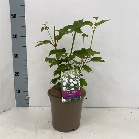 Viburnum opulus 'Roseum' 30-40 cm cont. 3,0L - afbeelding 1