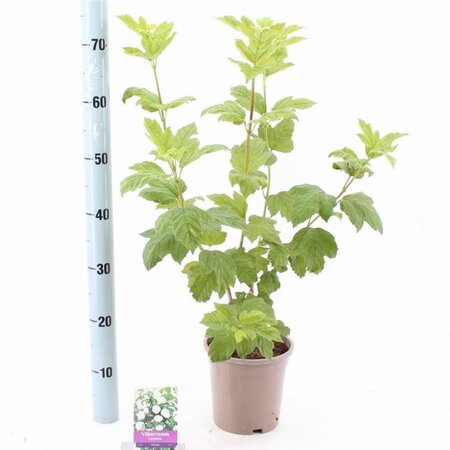 Viburnum opulus 'Roseum' 40-50 cm cont. 2,0L