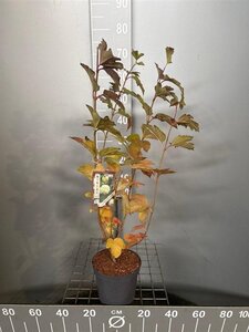 Viburnum opulus 'Roseum' 50-60 cm cont. 3,0L