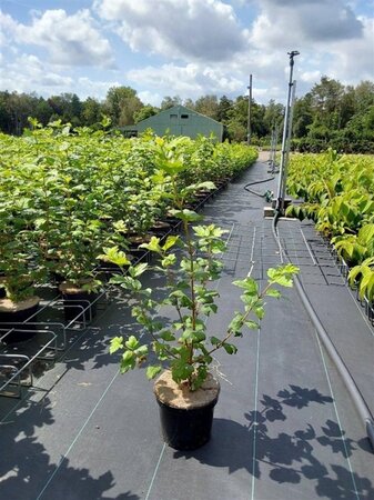 Viburnum opulus 'Roseum' 50-60 cm cont. 3,0L - afbeelding 2