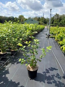 Viburnum opulus 'Roseum' 50-60 cm cont. 3,0L - afbeelding 2