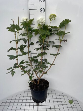 Viburnum opulus 'Roseum' 80-100 cm cont. 7,5L - afbeelding 8