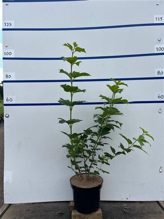 Viburnum opulus 'Roseum' 80-100 cm cont. 7,5L - afbeelding 6