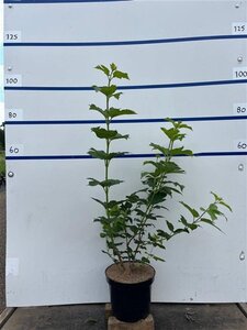 Viburnum opulus 'Roseum' 80-100 cm cont. 7,5L - afbeelding 6