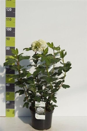Viburnum opulus 'Roseum' 80-100 cm cont. 7,5L - afbeelding 2