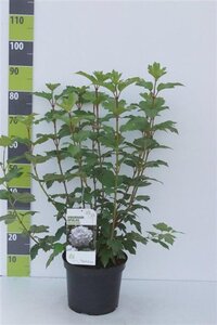 Viburnum opulus 'Roseum' 80-100 cm cont. 7,5L - afbeelding 3