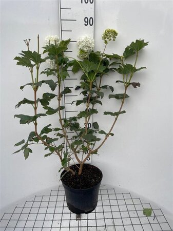 Viburnum opulus 'Roseum' 80-100 cm cont. 7,5L - afbeelding 1