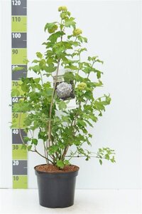 Viburnum opulus 'Roseum' 80-100 cm cont. 7,5L - afbeelding 4