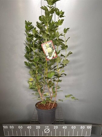 Viburnum opulus 'Roseum' 80-100 cm cont. 7,5L - afbeelding 7