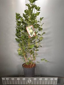 Viburnum opulus 'Roseum' 80-100 cm cont. 7,5L - afbeelding 7