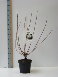 Viburnum opulus 'Roseum' 80-100 cm cont. 7,5L - afbeelding 5