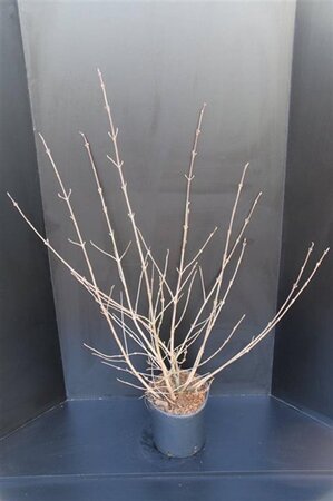 Viburnum plic. 'Grandiflorum' = 'Rotundifolium' 60-80 cm met kluit