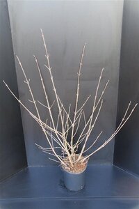 Viburnum plic. 'Grandiflorum' = 'Rotundifolium' 60-80 cm met kluit