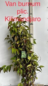 Viburnum plic. Kilimandjaro 125-150 cm RB