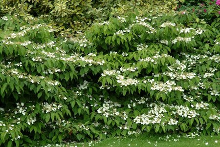 Viburnum plic. 'Mariesii' 125-150 cm met kluit struik - afbeelding 1