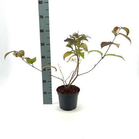 Viburnum plic. 'Mariesii' 30-40 cm cont. 3,0L - afbeelding 1