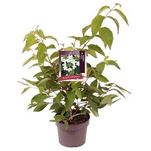 Viburnum plic. 'Mariesii' 30-40 cm cont. 3,0L - afbeelding 2