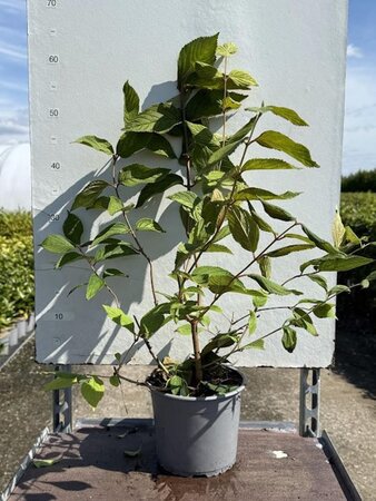 Viburnum plic. 'Mariesii' 30-40 cm cont. 3,0L - afbeelding 3