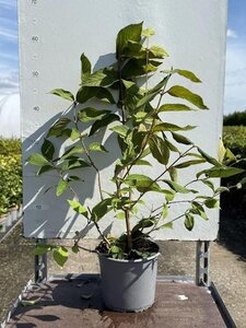 Viburnum plic. 'Mariesii' 30-40 cm cont. 3,0L - afbeelding 3