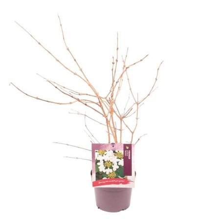 Viburnum plic. 'Mariesii' 30-40 cm cont. 3,0L - afbeelding 2