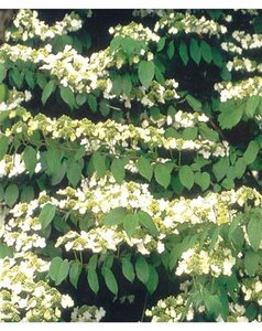 Viburnum plic. 'Mariesii' 30-40 cm cont. 3,0L - afbeelding 1