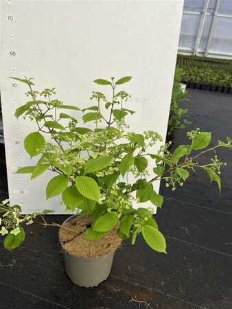 Viburnum plic. 'Mariesii' 40-50 cm cont. 3,0L - afbeelding 6