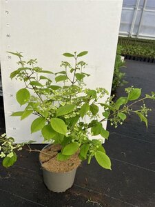 Viburnum plic. 'Mariesii' 40-50 cm cont. 3,0L - afbeelding 6