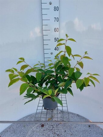 Viburnum plic. 'Mariesii' 40-50 cm cont. 3,0L - afbeelding 9