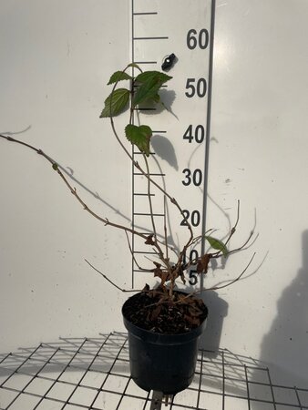 Viburnum plic. 'Mariesii' 40-50 cm cont. 3,0L - afbeelding 8