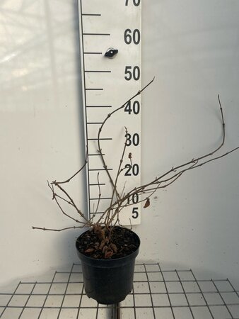 Viburnum plic. 'Mariesii' 40-50 cm cont. 3,0L - afbeelding 5