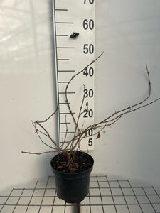 Viburnum plic. 'Mariesii' 40-50 cm cont. 3,0L - afbeelding 5