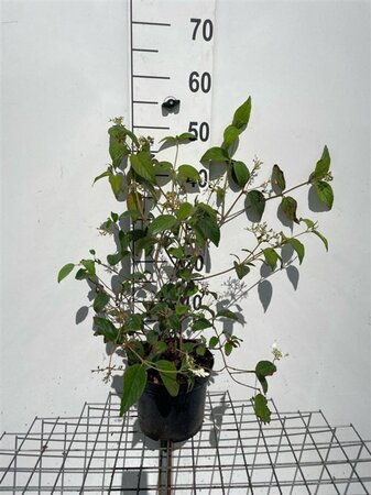 Viburnum plic. 'Mariesii' 40-50 cm cont. 3,0L - afbeelding 5