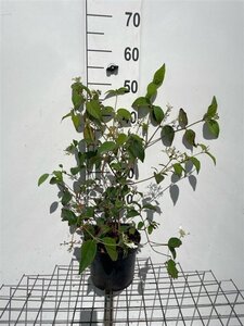 Viburnum plic. 'Mariesii' 40-50 cm cont. 3,0L - afbeelding 5
